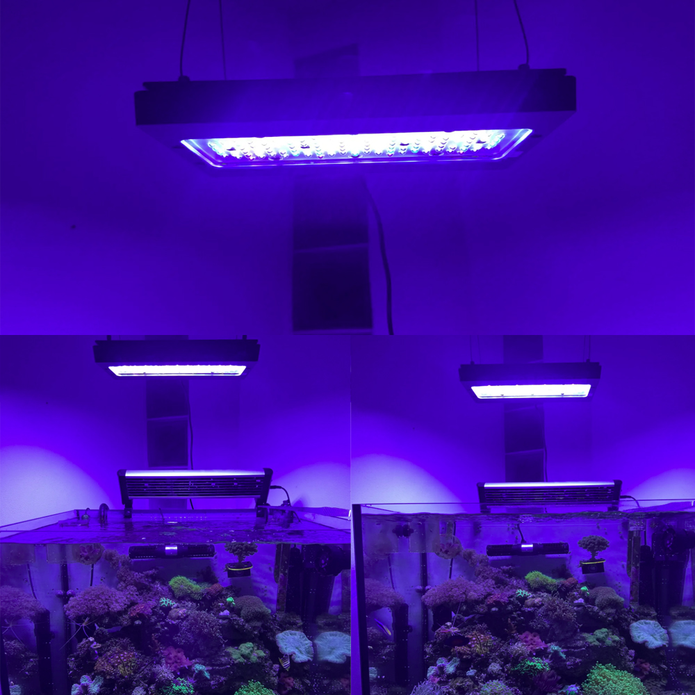 Lampu LED Akuarium Laut A8se P - Aquarium Blue Marine Reef ulasan dan harga