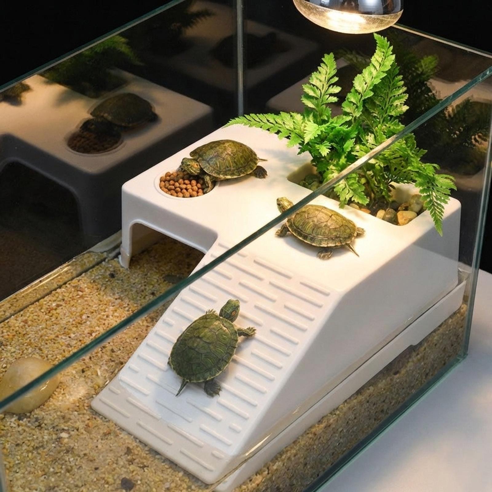 Platform Istirahat Kura-Kura,  - Marine Aquarium Hobby ulasan dan harga